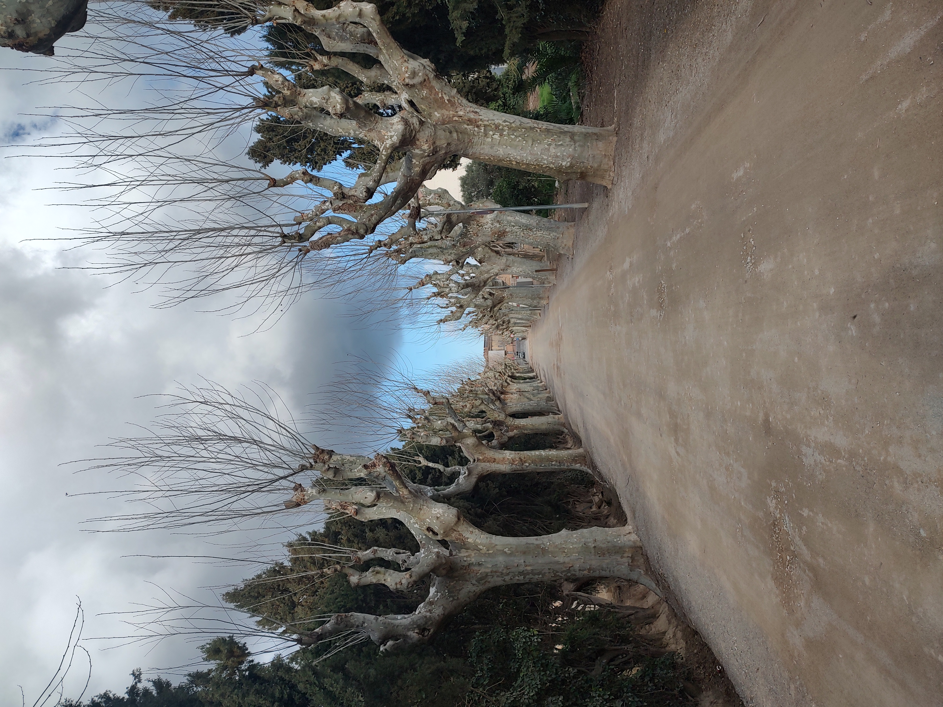 Torroella de Montgrí — Leafless trees